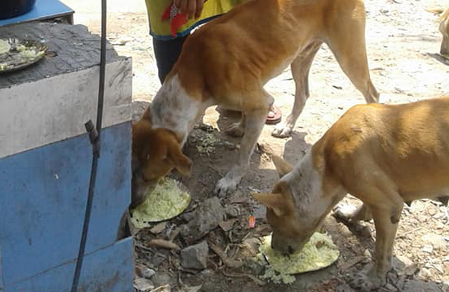 street-crusader-contact-1