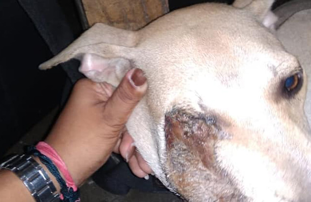 street-crusader-contact-6